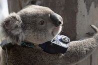 SRF DOK: Tiere hinter der Kamera – Koala mit Kamera