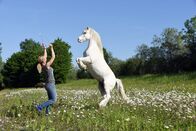 Pferdemenschen – Kerstin Brein, einzige Person aus Österreich, die bei der „Appassionata“, der größten Pferdeshow Europas, mitwirken darf. Ihr Training auf der Blütenwiese, im Bach und in der Reithalle wird gezeigt und auch ihr Auftritt bei der Appassionata.