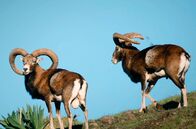 Wildnis Europa – Auf Zypern hat sich der Mufflon zu einer endemischen Art entwickelt – der kleinsten weltweit. Weil er hier kaum natürliche Feinde hat, ließ die Evolution das Tier schrumpfen.