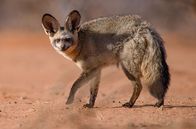Abenteuer Namibia – Abenteuer Namibia (2019)