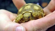 Zoo-Babies – Drei Wochen alte Spornschildkröte im Tierpark Berlin