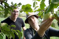 TM Wissen – Obstexpertin Elisabeth Arming untersucht mit Unterstützung aus dem Arche Noah-Team einen Apfelbaum, und nimmt speziell die Blätter und die Früchte des Baumes unter die Lupe