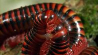 Tierische Freaks – Sa, 22.02., 01:10 Uhr