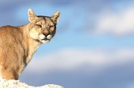 Wilde Dynastien – Das Pumaweibchen Rupestre wacht über ihr Revier im chilenischen Nationalpark Torres del Paine.