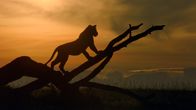 Wilde Dynastien – Während die Sonne aufgeht, schaut einer von Siennas Jungen auf den Rest des Löwenclans.