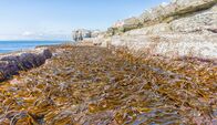 Gordon Ramsay: Kulinarischer Showdown – Mit Seegras bewachsene Felsvorsprünge bei Ebbe in Portland Bill an der Jurassic Coast von Dorset.