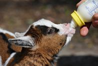 Zoo-Babies – Fr, 24.10., 11:55 Uhr