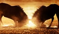 Animal Fight Club – Gnus bekämpfen sich gegenseitig mit starken, gebogenen Hörnern, die bis zu 2,5 Fuß groß werden können.