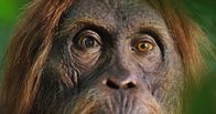 Spione im Tierreich – Das naturgetreu gestaltete Gesicht des Orang-Roboters kann Mimik imitieren. Selbst die Spionage-Kamera im Auge ist kaum wahrnehmbar.