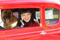 Navy CIS – Das Team ermittelt in einem Fall von Drogenschmuggel, als McGee von einem Hund angefallen und verletzt wird. Abby (Pauley Perrette) setzt daraufhin ihre Karriere aufs Spiel, um zu beweisen, dass der Hund nicht wirklich aggressiv ist ...