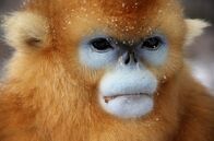 Tierischer Winterzauber – CHINA- Here in the high altitudes of southern China there is a truly strange species of primate adapted to the cold climate; Golden Snub-nosed Monkeys. It is thought that the monkey's snub nose evolved to help avoid frostbite and their dense fur locks-in body heat.