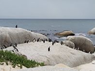Verrückt nach Meer – Pinguine am Boulders Beach in der Nähe von Kapstadt, Südafrika. Dies ist einer der wenigen Orte auf der Welt, wo Besucher die Tiere in freier Wildbahn aus nächster Nähe betrachten können.