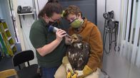 Alaskas Wildtier-Retter – Alaska Raptor Center staff Kara deShazo and Hannah Blanke prep bald eagle Mystique for his release. (National Geographic)