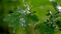 Unsere Wälder – Wälder sind die größten Süßwasserspeicher - denn alles im Wald ist darauf angelegt, Wasser für schlechte Zeiten zu bunkern.