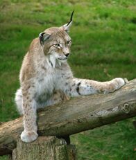 Nashorn, Zebra & Co. – Luchs