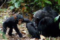 Expeditionen: Afrikas Rift Valley - Der große Graben – Schimpansen, Mahale Nationalpark.