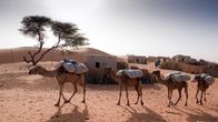 Universum: Extrem! – Eine Dromedar Karawane verlässt das kleine Kanuridorf Indil mit Salz für eine einwöchige Reise nach Nigeria.