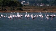 Inseln Italiens – In den Salzwiesen auf Santë Antioco und San Pietro hat der Rosa Flamingo optimale Lebensbedingungen gefunden.
