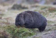 Australiens wilde ... – Der junge Wombat verbringt die ersten acht Monate seines Lebens im Beutel der Mutter.