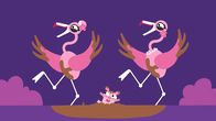 Animanimals – Die Flamingos und das Schweinchen haben großen Spaß.
