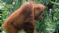 Naturparadiese am Äquator – Orang-Utans leben nur auf Borneo und Sumatra.