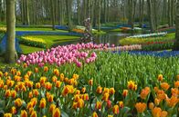 Wunderschön! – Der Keukenhof - einer der größten Blumenparks der Welt.