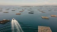Maritimes Erbe – In der Ria de Arousa werden Muscheln gezüchte und in den weiten Sandbänken der Ria de Arousa ausgesetzt und Jahre später geerntet.