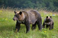 Wildes Japan - Land der tausend Inseln – Eine erwachsene Braunbärin mit einem ihrer Jungen. Shiretoko-Halbinsel, Hokkaido
