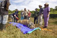 Terra Mater – Das Tierärzte-Team im provisorischen Freiland-OP-Saal trifft Vorbereitungen