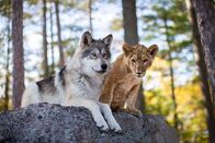 Der Wolf und der Löwe – Der Wolf und sein Löwe