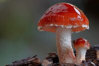 Im Königreich der Pilze – Pilze sind die Überlebenskünstler der Natur.
