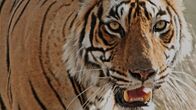 Kampf der Alpha-Tiere – Indien ist ein Fest für die Sinne – ein Land mit unbeschreiblichen Landschaften und einer unglaublichen Vielfalt an Tieren.