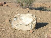 Die Entstehung der Erde – Mit dem Artensterben begann eine neue Ära – die der Dinosaurier.
