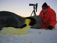 Die Reise der Pinguine – Do, 29.01., 08:35 Uhr