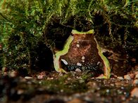 Tierische Freaks – A male Darwin's frog sitting in habitat.