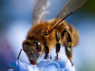 Tierische Freaks – Japanische Honigbienen sind keine Kämpfer, sie sind Pazifisten. Zu ihrem Pech füttern die Riesenhornissen ihre viel kleineren Vettern gerne an ihre Larven. Die Bienen laufen davon. Aber sie wissen, dass der Späher, wenn er eine Duftmarke auf dem Baum hinterlässt, bald mit einem Schwarm mörderischer Hornissen zurückkehren wird, die innerhalb weniger Stunden 30.000 Bienen massakrieren können. Sie müssen dafür sorgen, dass er nie wieder geht. Sie müssen eine Falle aufstellen. Als der Späher den Bienenstock betritt, schwärmen die Bienen plötzlich aus. Sie umschwärmen ihn und lassen ihre Körper unablässig vibrieren, wobei sie ihre kollektive Körpertemperatur Grad für Grad erhöhen, bis sie 117 Grad Fahrenheit erreicht. Zufälligerweise können die Bienen eine Temperatur von 118 Grad überleben. Die Hornisse stirbt bei 117 Grad.