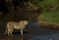 Im Leben einer Gepardin – A cheetah crossing a low level river. (Photograph by Beverly Joubert)