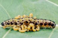 Parasiten packen aus – Ein parasitierter Parasit: Die Brackwespe legt ihre Eier an die Raupe des Kohlweißlings, die die jungen Larven dann als Nahrungsquelle nutzen.