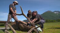 Alaskas Wildtier-Retter – Team members at the Alaska Wildlife Conservation Center race against time as they remove hot wire from an immobilized bull elk named Huck. (National Geographic/Symbio Studios)