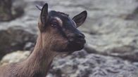 Tierisch schlau! – Die Ziege ist nach dem Hund und zusammen mit dem Schaf vermutlich eines der ersten wirtschaftlich genutzten Haustiere.
