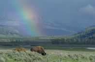 Yellowstone - Park der Extreme – In Yellowstone beginnt ein neues Zeitalter, in dem sich die Kräfteverhältnisse nachhaltig verschieben.