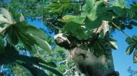 Tierisch abgefahren – Natural Born Killers