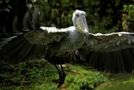 DOK – Tierische Momente – Verrückte Natur Die Bangweulusümpfe sind Heimat des Schuhschnabels.