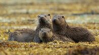 Wildes Shetland – Otter.