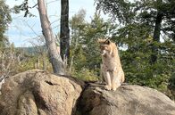 Elstners Reisen – Nach 200 Jahren kehrt der ehemals ausgerottete Luchs zurück in den Harz – Dank aufwändiger Auswilderungsaktionen.