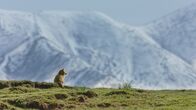 Chinas wilde Königreiche – Qinghai, China - Tibetisches Fuchsjunges im Grasland sitzend und in Richtung Bergkette blickend. Schneebedeckte Bergkette im Hintergrund.