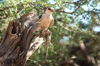Tierische Rebellen – Zwergfalke mit Eidechse. Tswalu Kalahari-Reservat, Südafrika.
