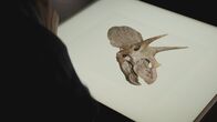 Lost Beasts - Riesen der Urzeit – Der Triceratops wirkt mit seinen Hörnern martialisch, doch sein Gebiss verrät: Er war ein Vegetarier.
