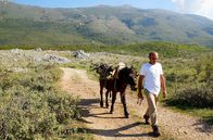 Zu Tisch ... – Im Bergland der Region Labëria, im Südwesten Albaniens, holt Sofokli Daupaj sein Brennholz.