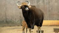 Bronx Zoo - Tierpark der Superlative – Gaur and a Gaur calf.